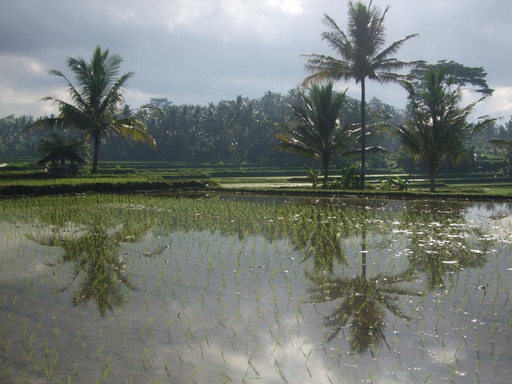 Puri Lotus Hotel Ubud  Exterior photo